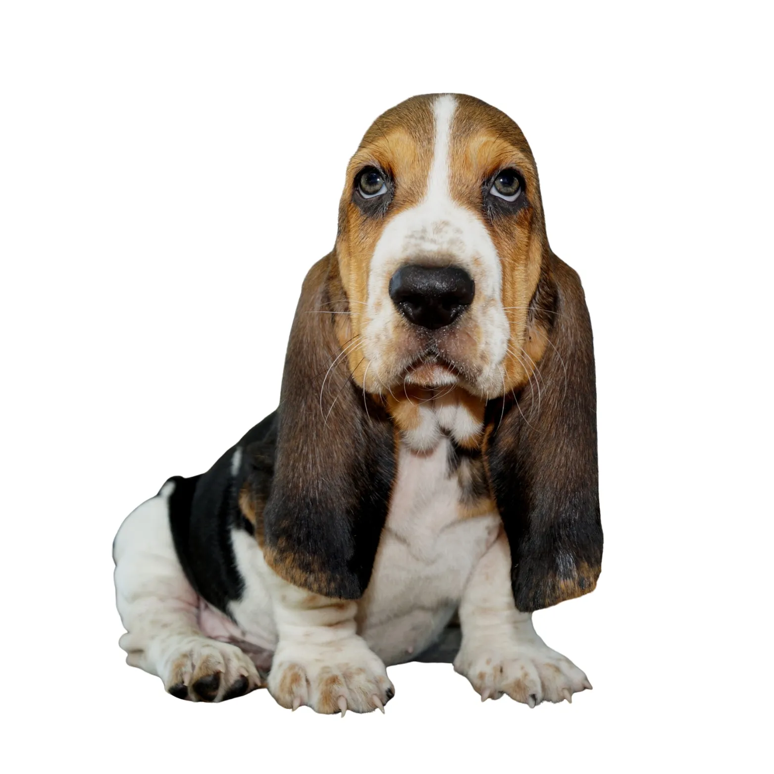 adorable basset hound puppy playing