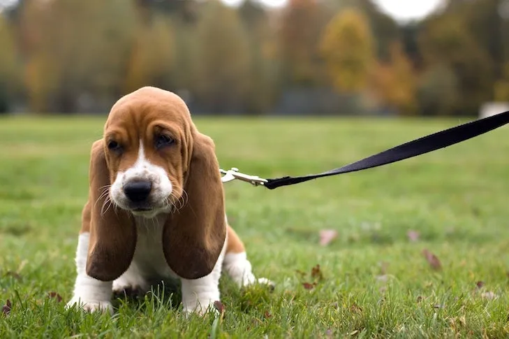 Adorable Basset Hound puppy sitting calmly in lush grass while wearing a leash.