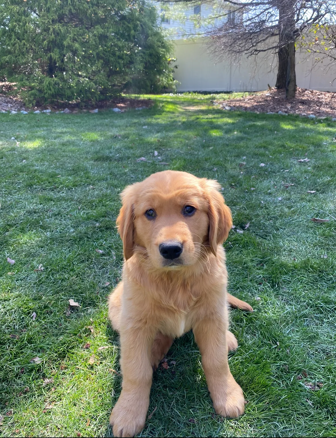 Adorable eight-week-old Golden Retriever puppy Theo held on a lap during the car ride home