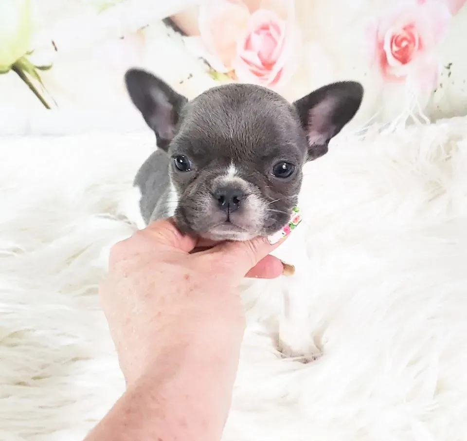 Adorable newborn pocket French Bulldog puppy in incubator