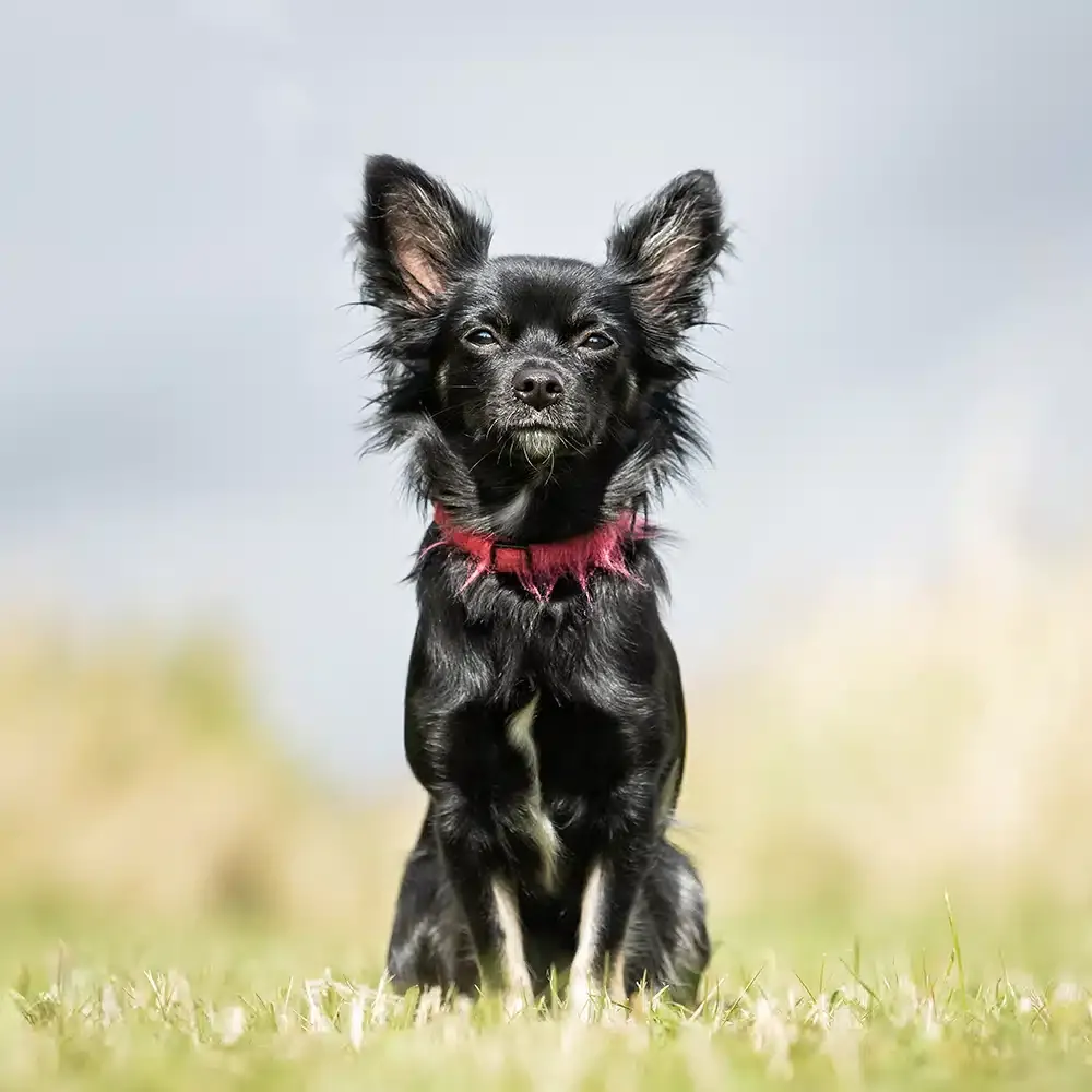 Affenpinscher Feeding Guide