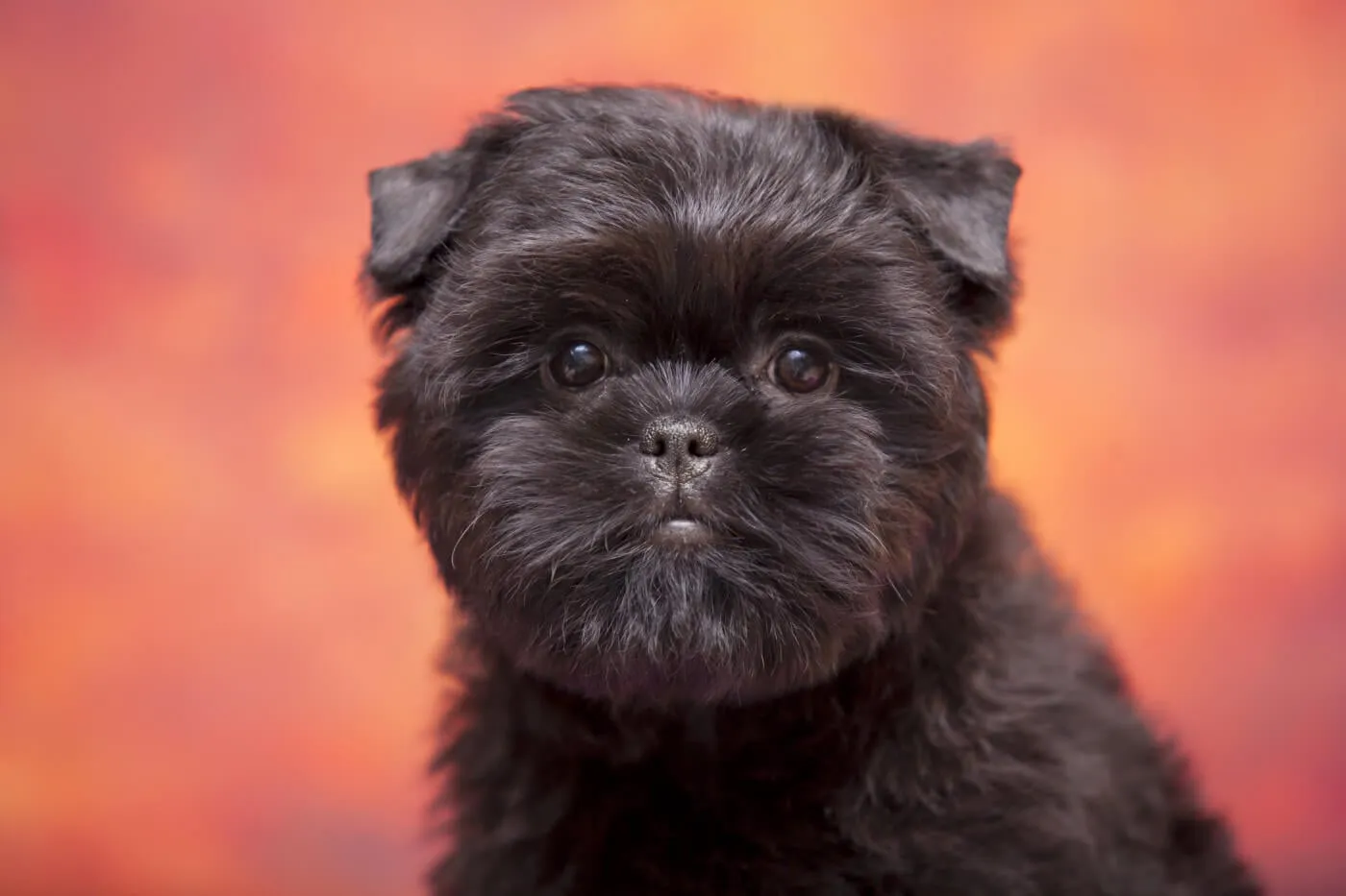 Affenpinscher