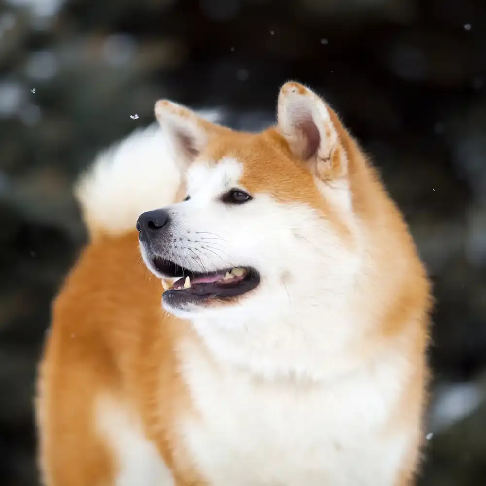 Akita Feeding Guide
