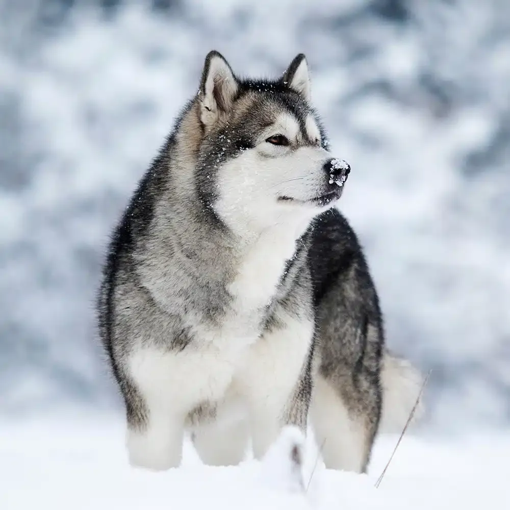 Alaskan Malamute Feeding Guide