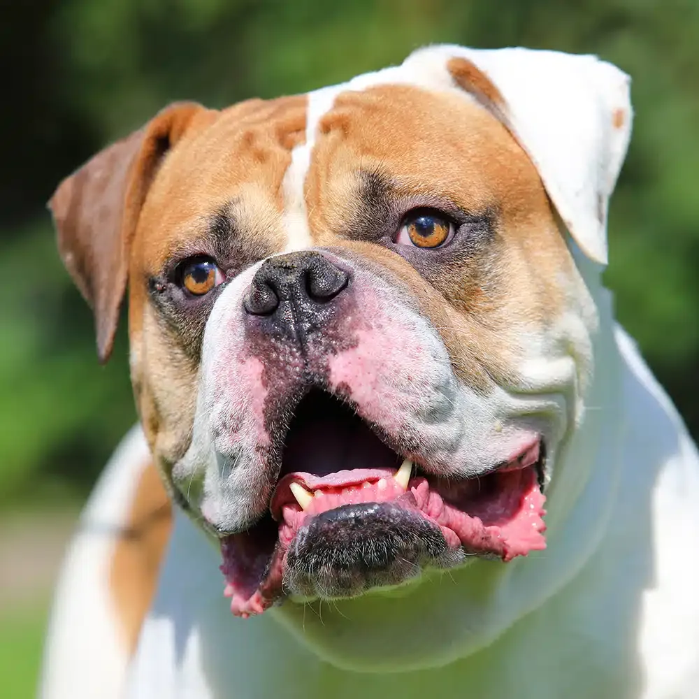 American Bulldog Feeding Guide