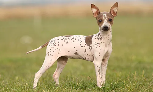 American Hairless Terrier puppy with alert eyes