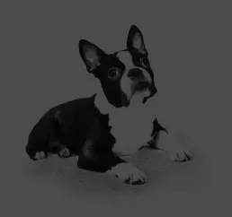 An adorable adult mini dog with a healthy, shiny coat