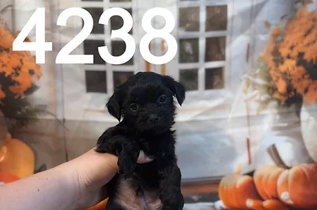 An adorable Morkipoo puppy with a soft, wavy cream-colored coat looking directly at the camera.