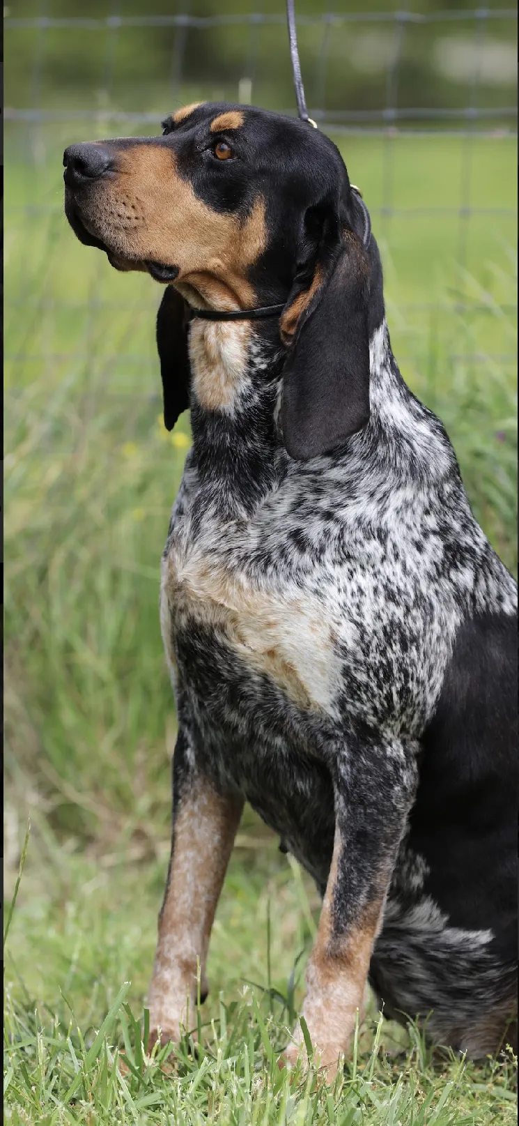 An adult Blue Tick Coonhound standing alertly outdoors, showcasing its distinctive blue-ticked coat.