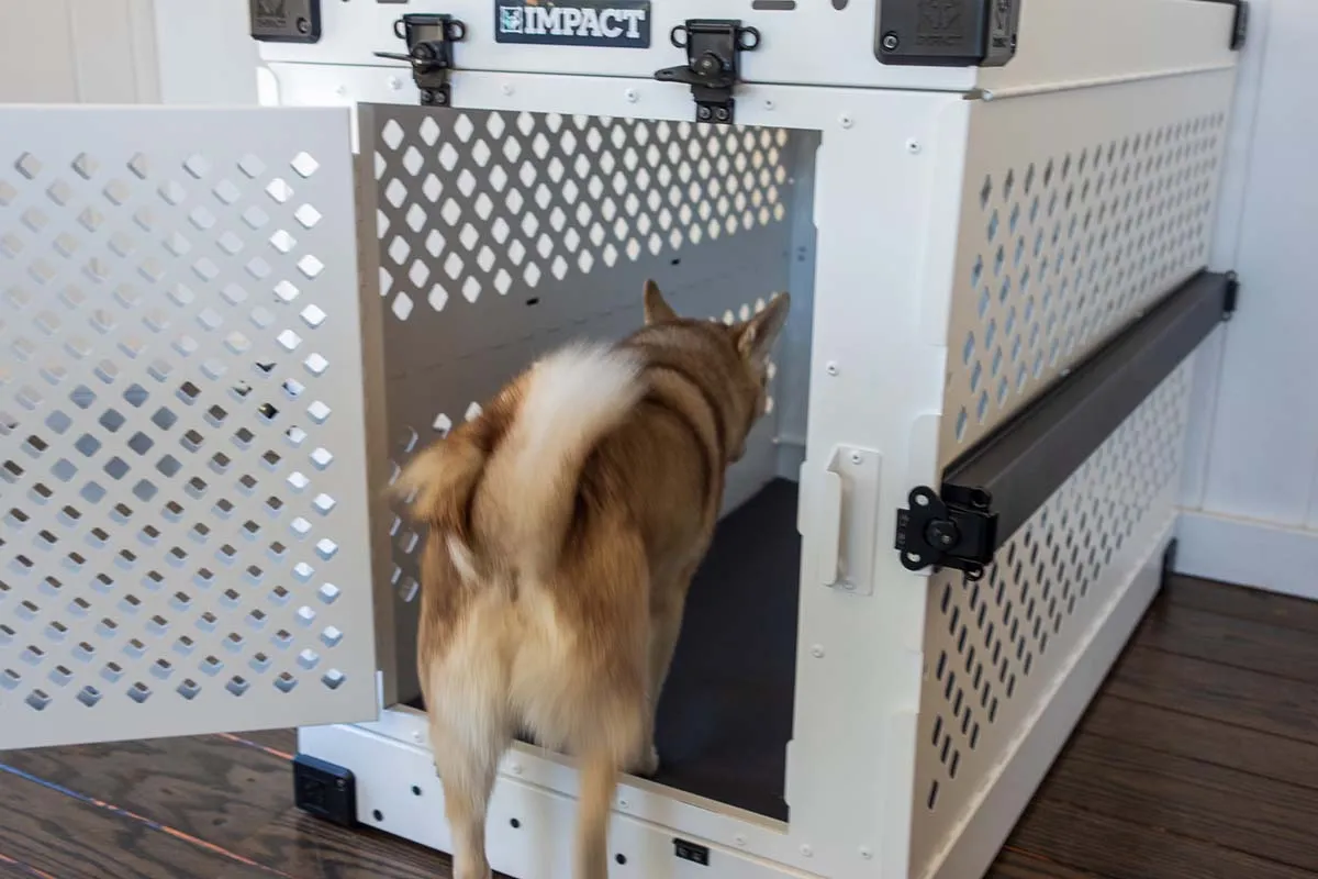 An Alaskan Klee Kai dog comfortably entering its Impact Collapsible Dog Crate, highlighting ease of use.