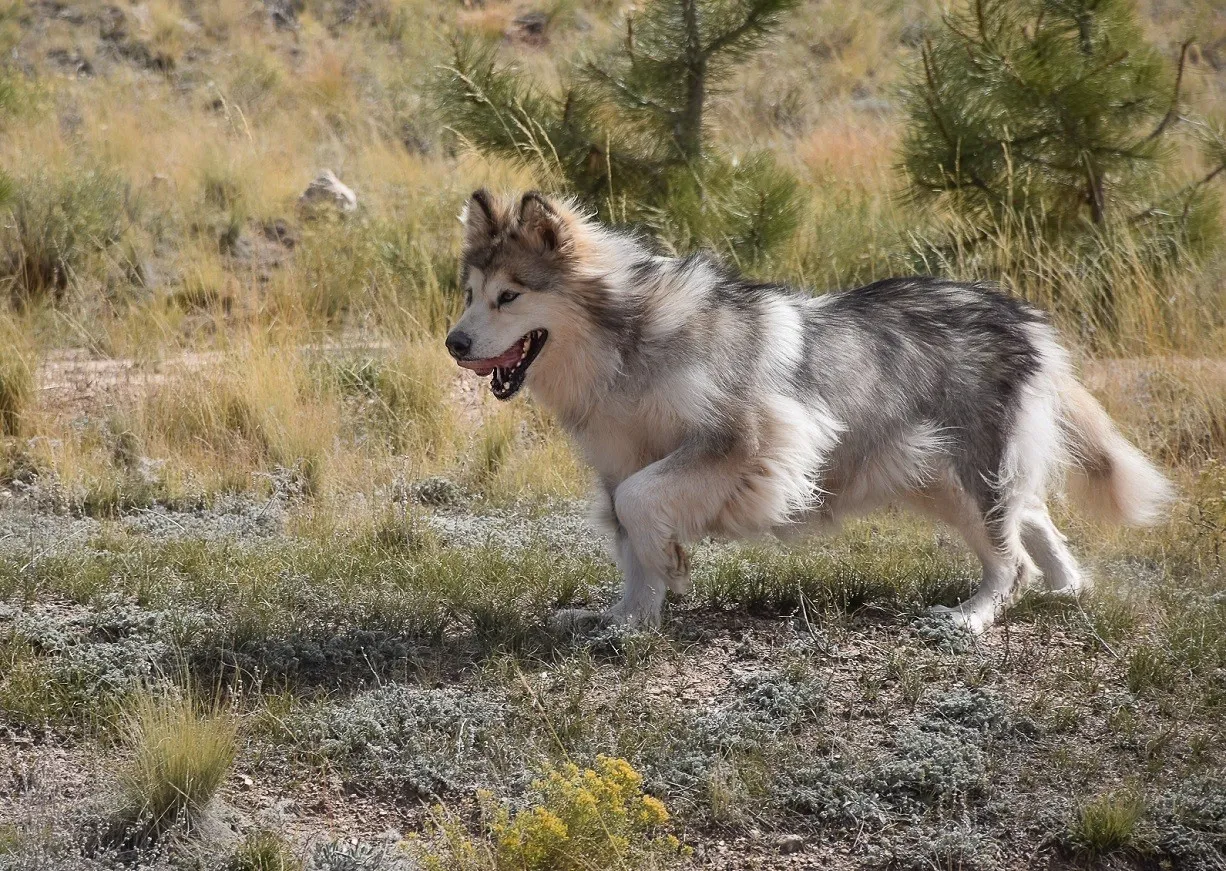 An Alaskan Malamute running joyfully through fresh snow, kicking up powder