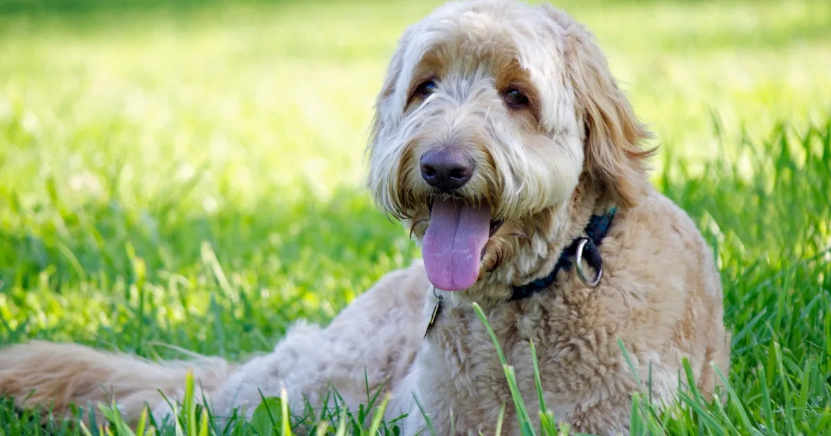 An apricot Groodle, resembling a teddy bear, lies comfortably in the grass with its tongue out.