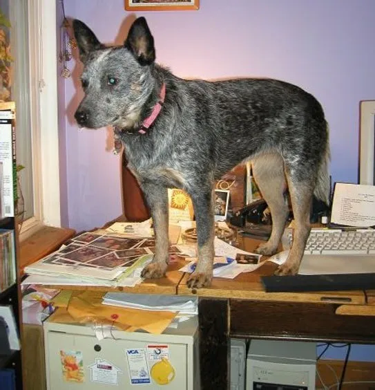 An attentive Australian Cattle Dog engaging in mental stimulation or training exercises.