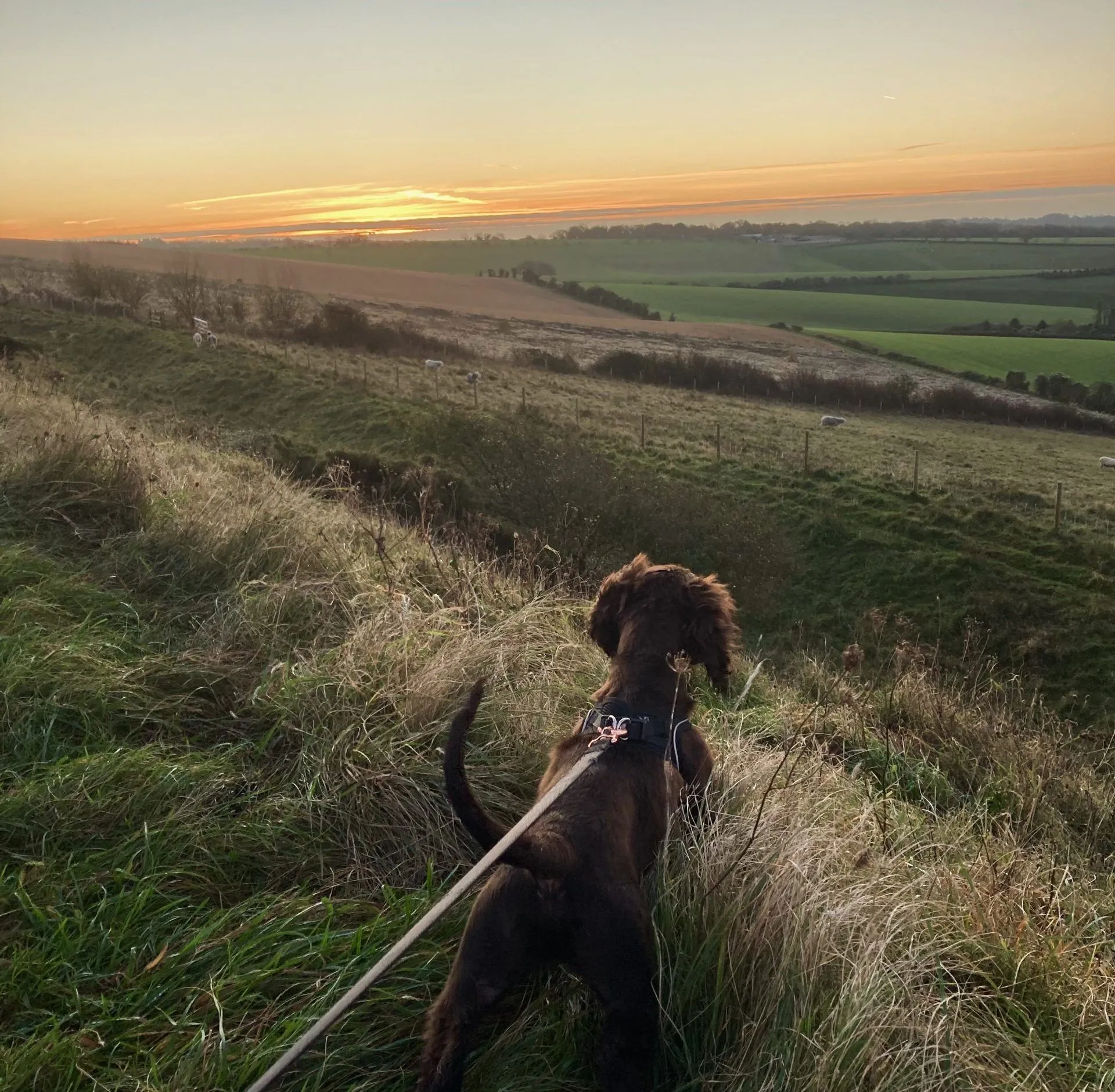 An early morning sunrise walk with Wilf, highlighting the peaceful and bonding experience of responsible dog ownership.