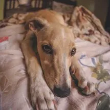 An elegant Italian Greyhound standing calmly, symbolizing a well-trained and comfortable rescue dog