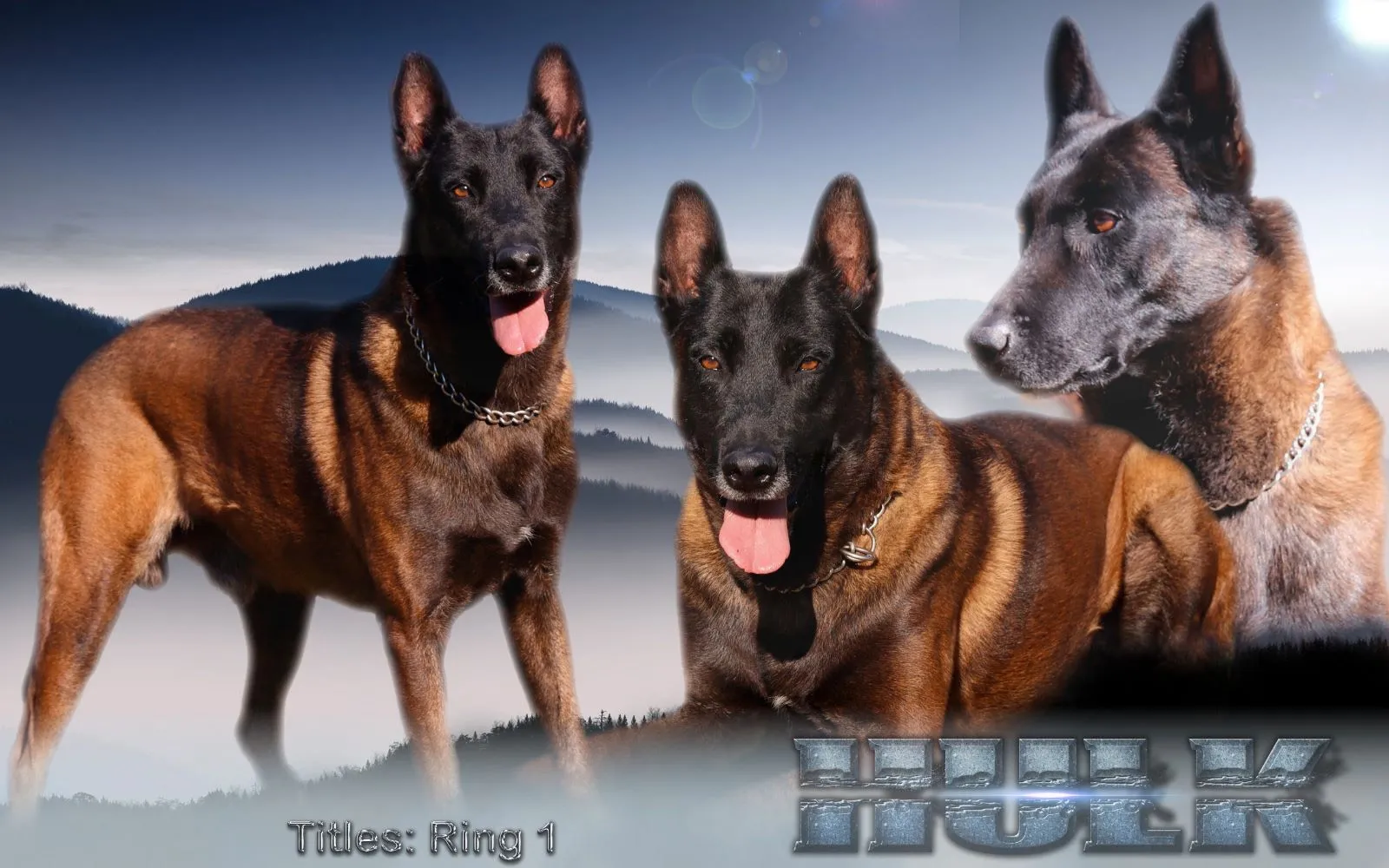 An experienced Belgian Malinois breeder overseeing dogs in training.