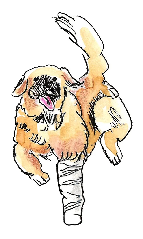 An illustration showing a large dog wearing a cast on his front left leg and running with it, showcasing surprising agility despite the injury.