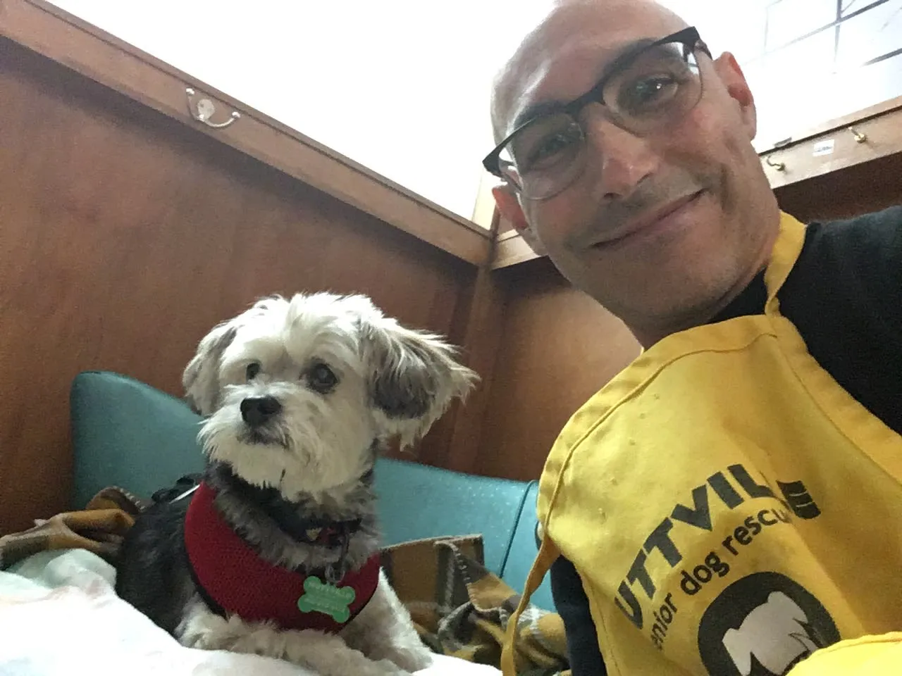 An image of several senior dogs resting comfortably in a rescue facility, many with graying muzzles, conveying a sense of calm and gentle aging.