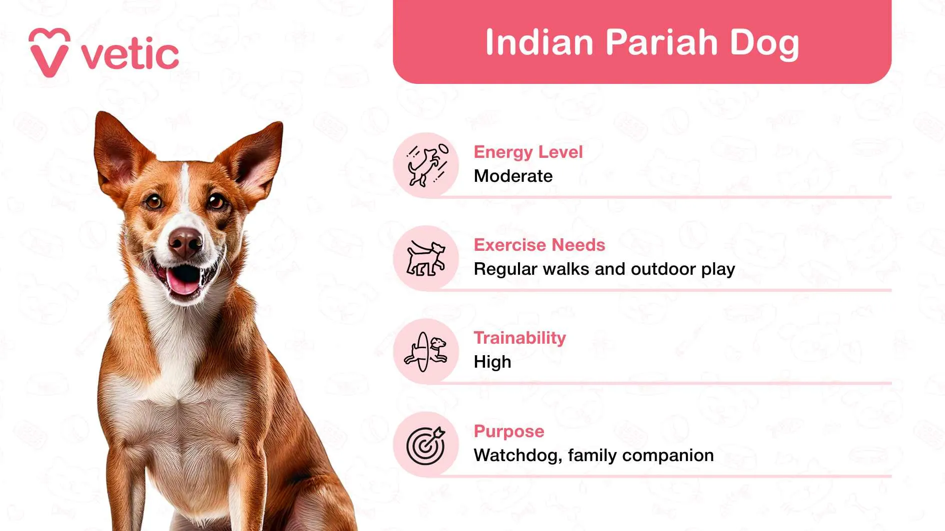 An Indian Pariah Dog, recognized for its loyalty and adaptability