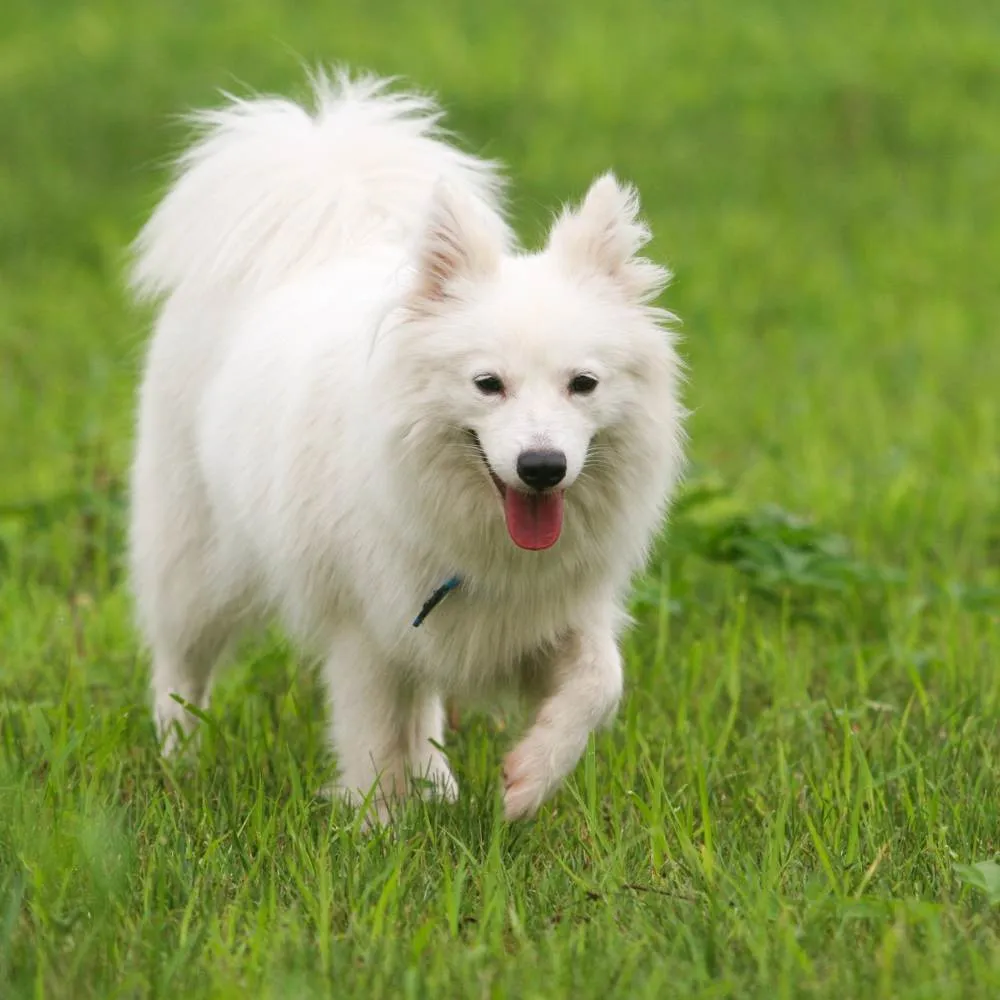 An Indian spitz running
