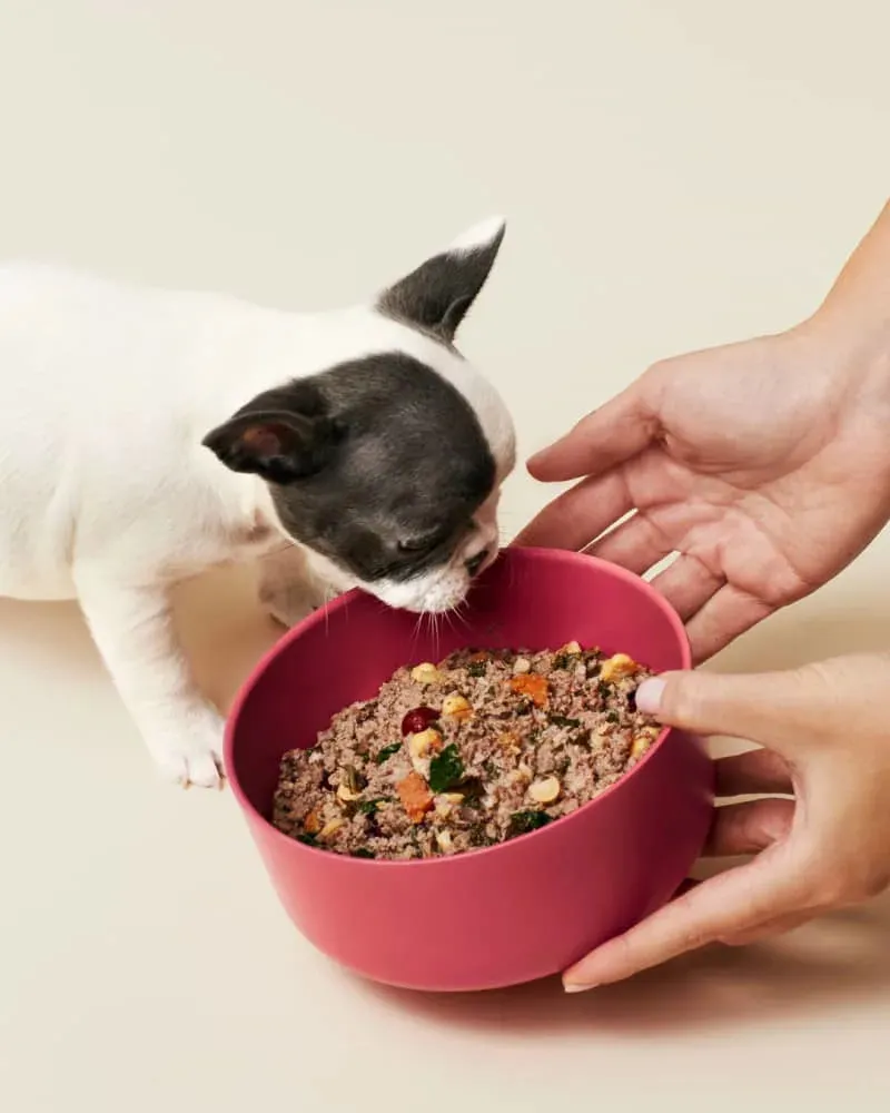 An open package of Ollie dog food, showing fresh, human-grade ingredients.