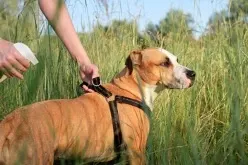 An owner spraying their dog with a natural tick repellent formula before going for an outdoor walk.