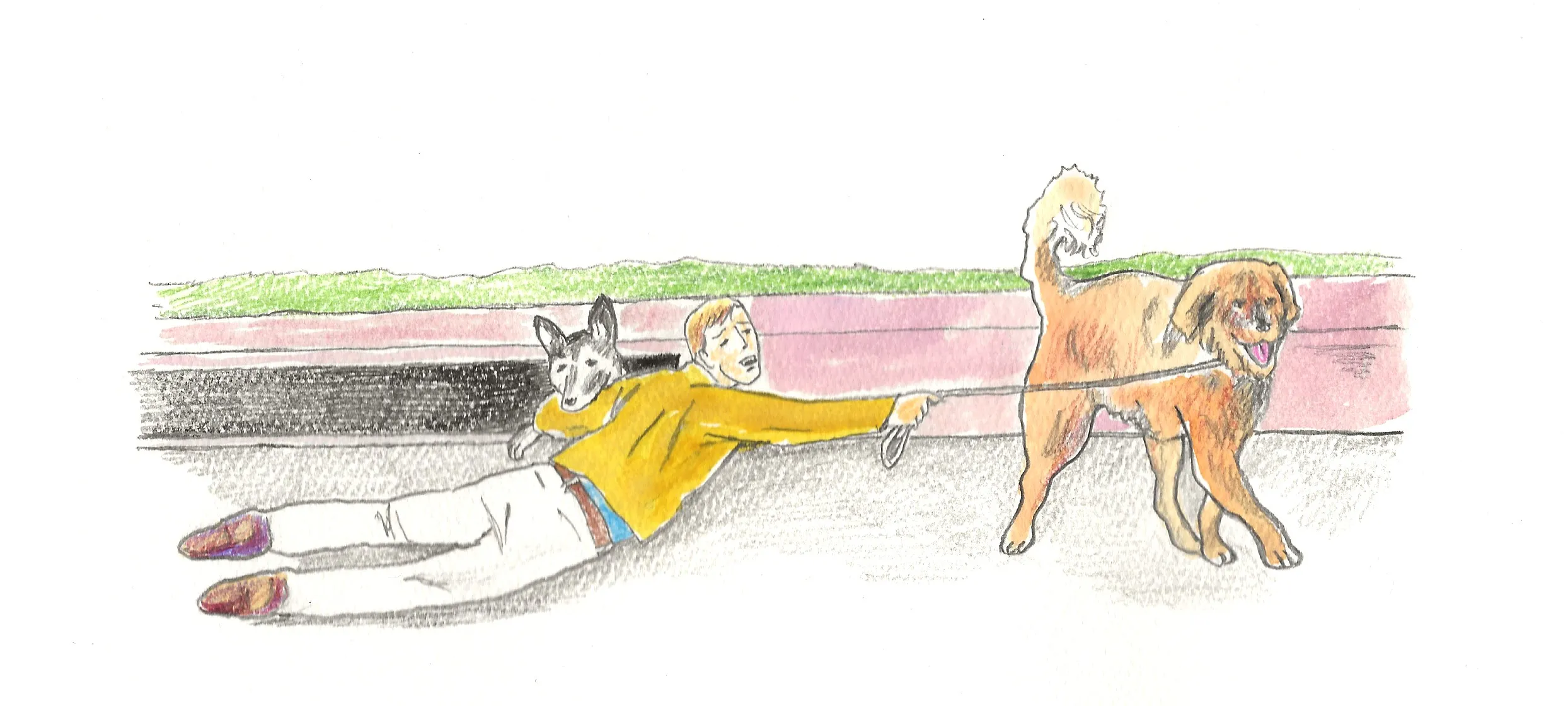 An owner struggling to retrieve a German Shepherd from a storm drain while an energetic Australian Shepherd jumps and barks excitedly.