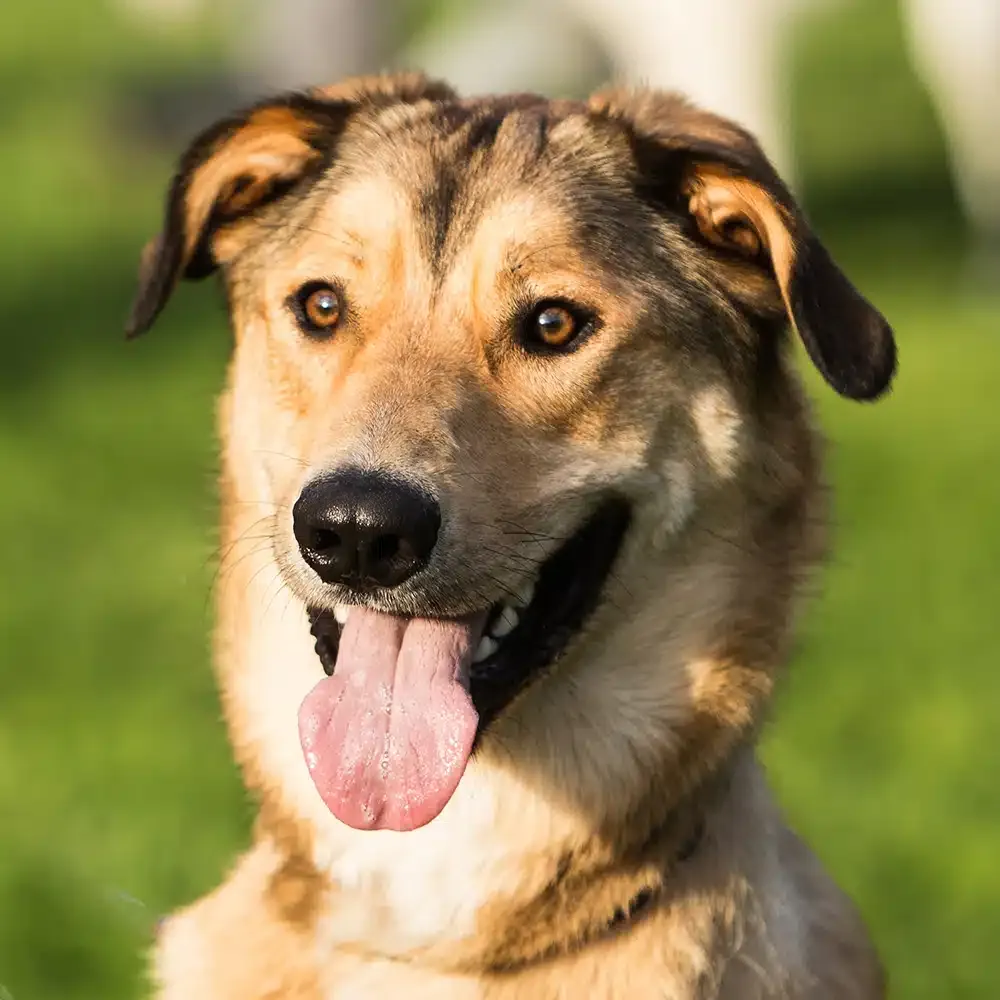 Anatolian Shepherd Feeding Guide