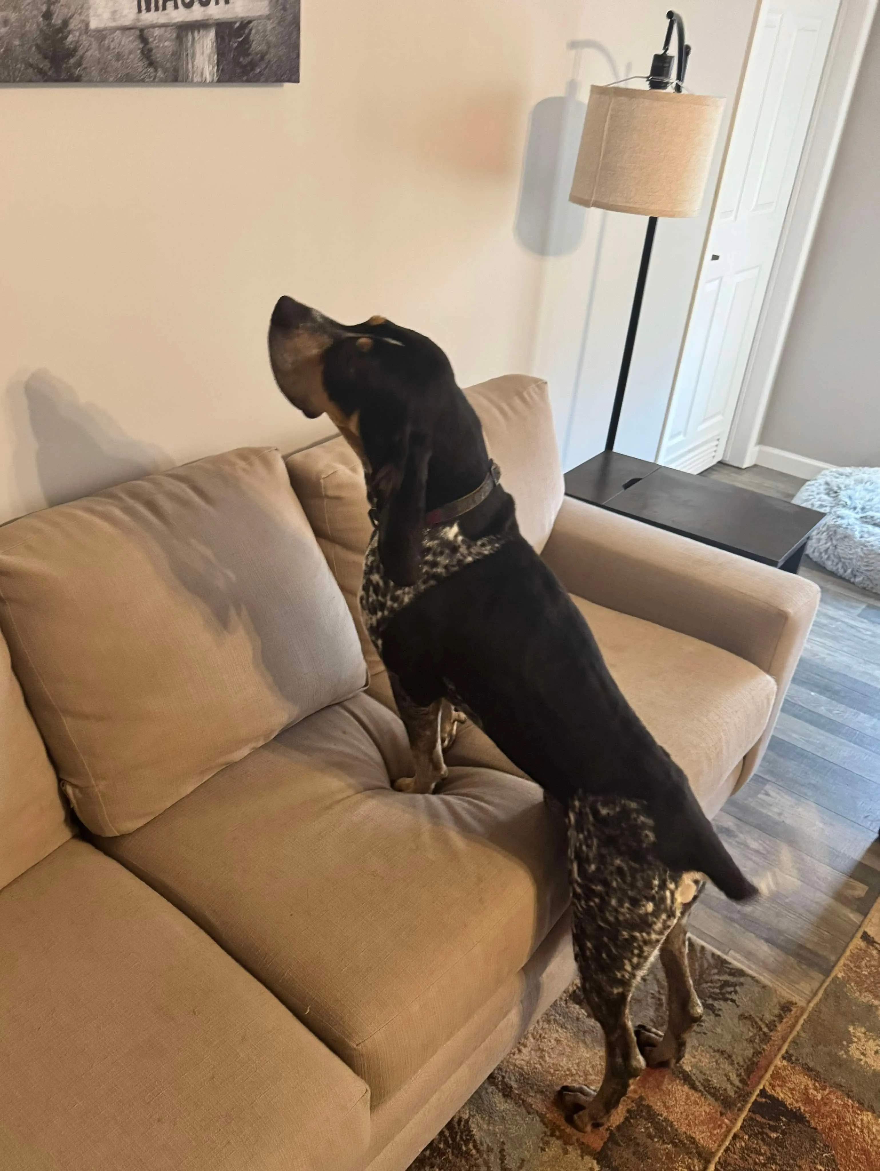Another adorable Bluetick Coonhound puppy with a gentle expression, highlighting its unique coloration