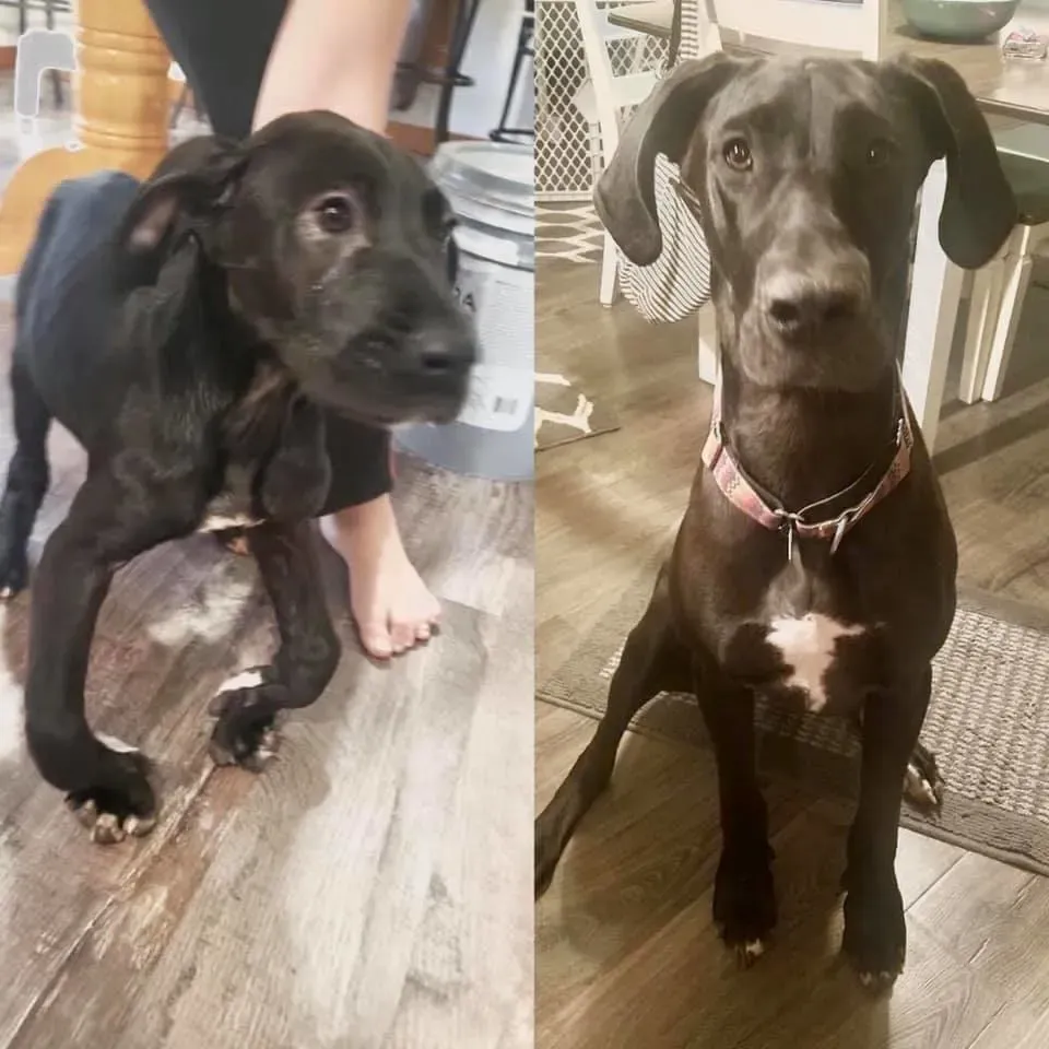 Another Great Dane puppy, Nellie, looking inquisitive, representing a healthy, alert young dog