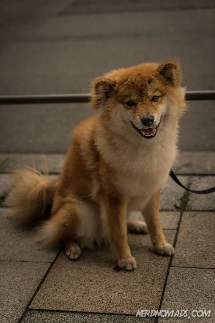Another Japanese dog