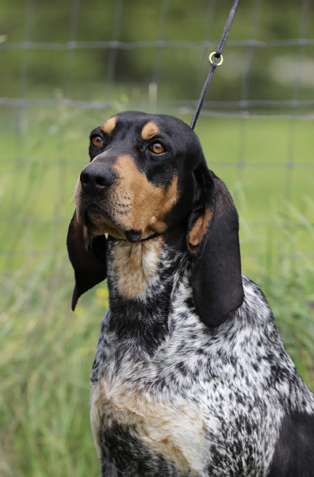 Another view of an adult Blue Tick Coonhound, possibly a female, with a serene expression.