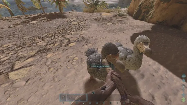 Ark Survival Ascended near tamed dodos