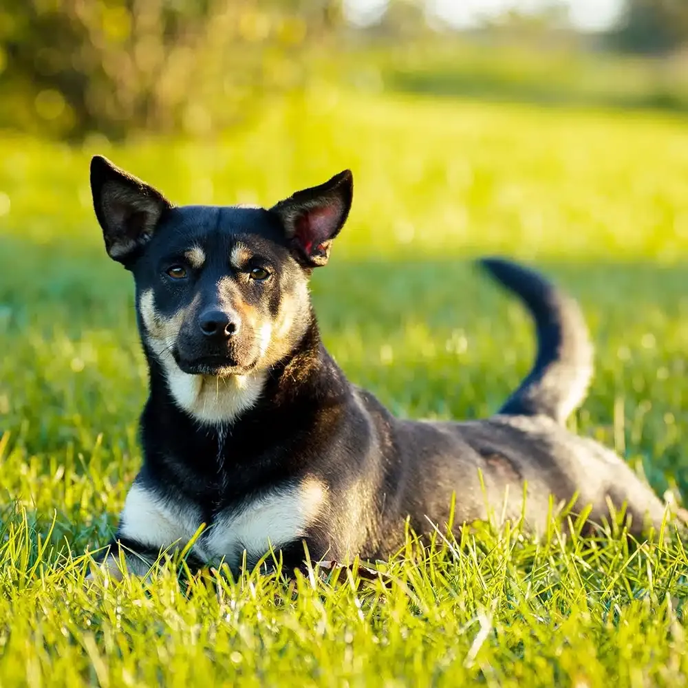 Australian Kelpie Feeding Guide