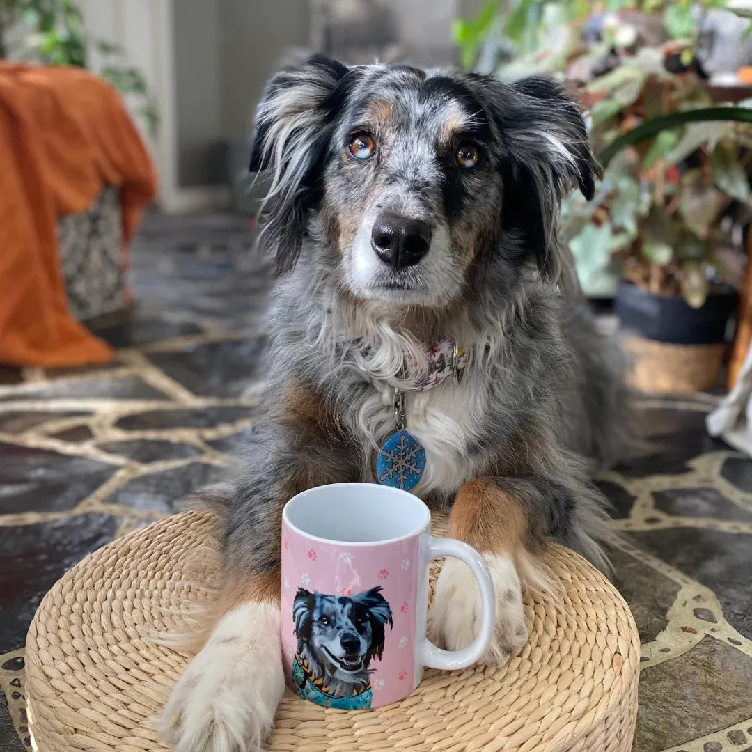 Australian Shepherd dog pawing next to a pink mug with its portrait