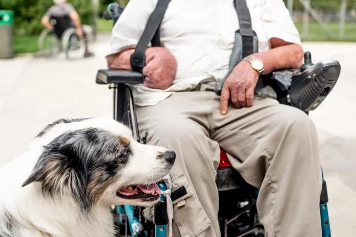 Australian Shepherd emotional support dog sitting next to its handicapped senior owner.