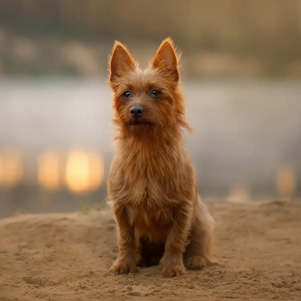 Australian Terrier Feeding Guide