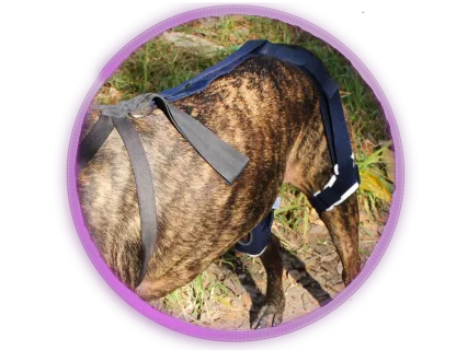 Balto dog knee brace anchor kit for overweight male dogs