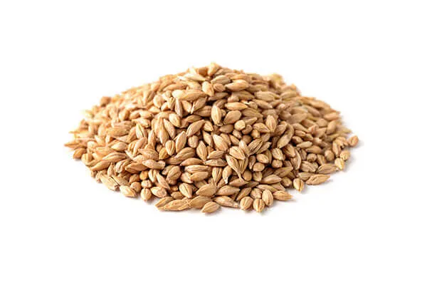 Barley supporting digestive health with fiber and B vitamins