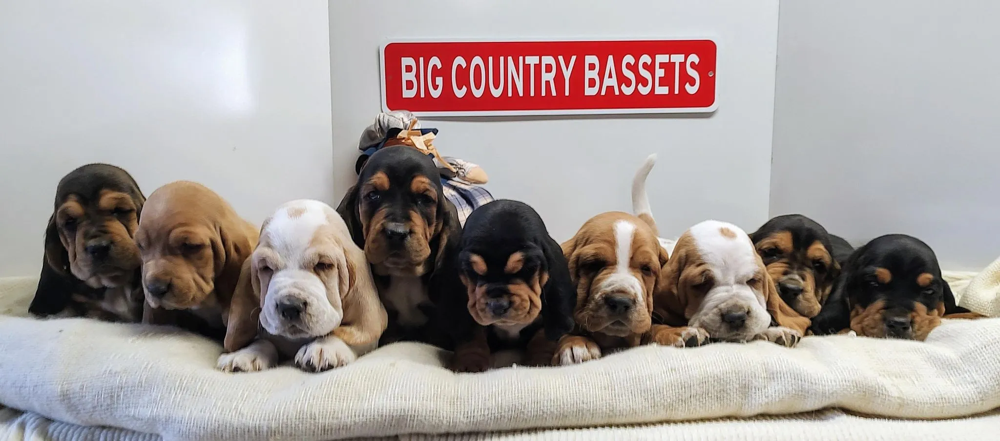 Basset hound puppies near me in a playful pile