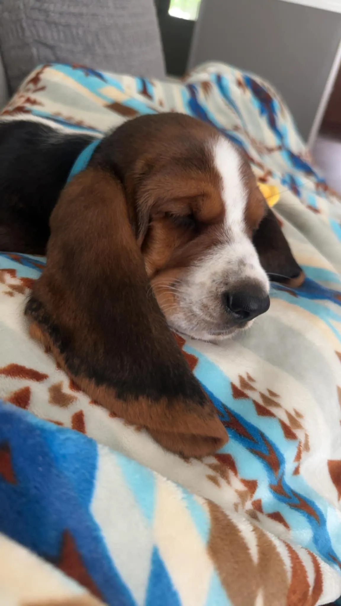 Basset Hound puppy from happy family photo