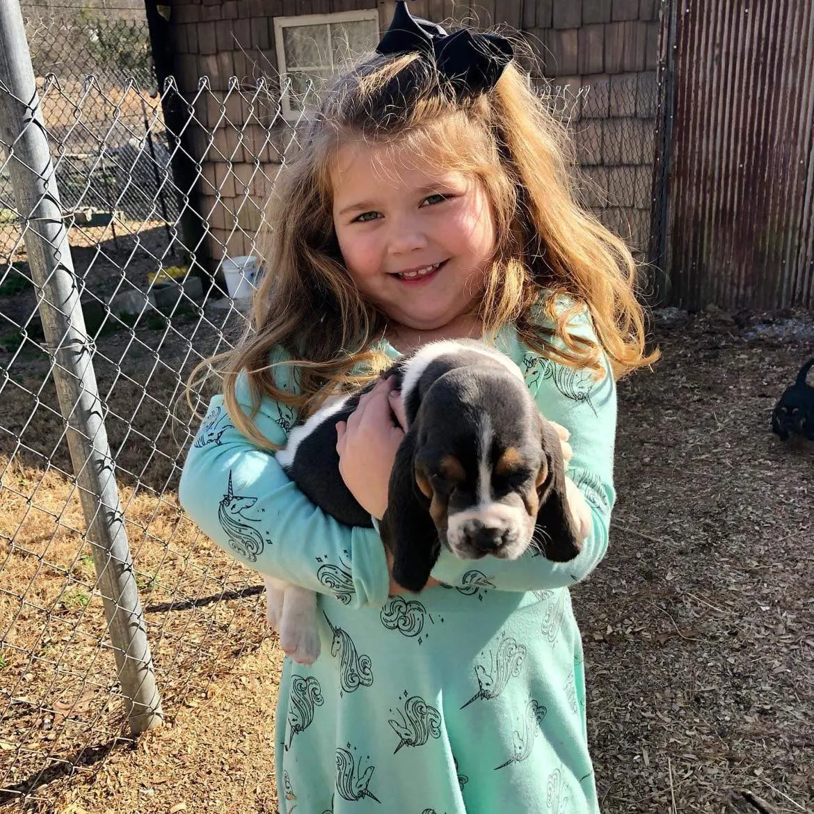 Basset Hound puppy with big eyes