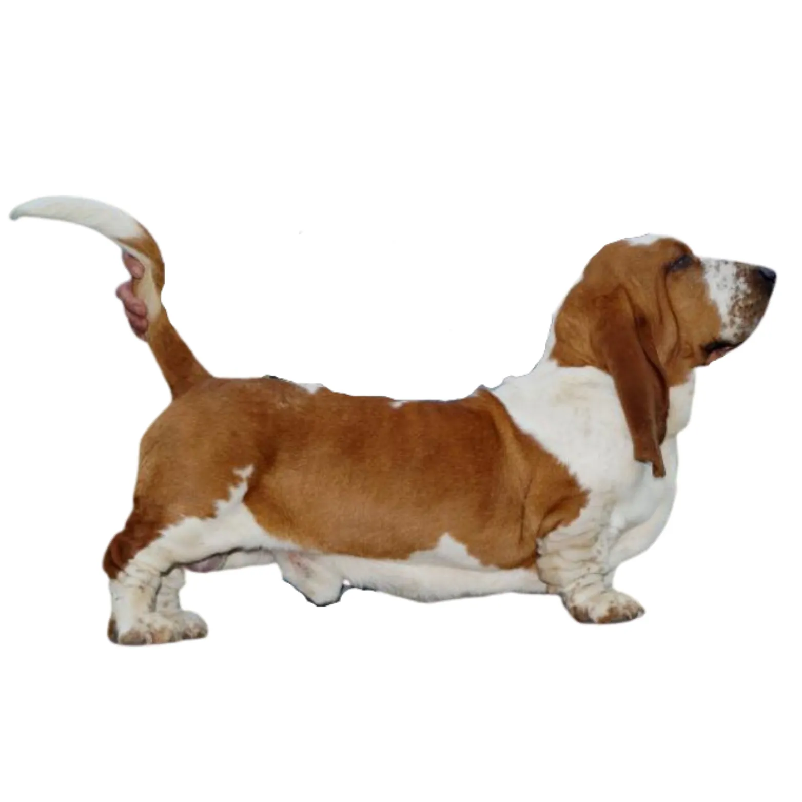 Basset hound stud