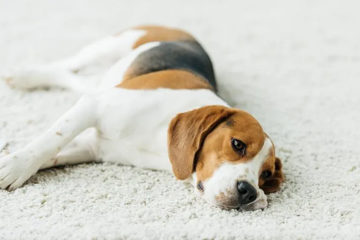 Beagle laying down on the carpet indoors.