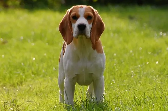Beagle on the hunt