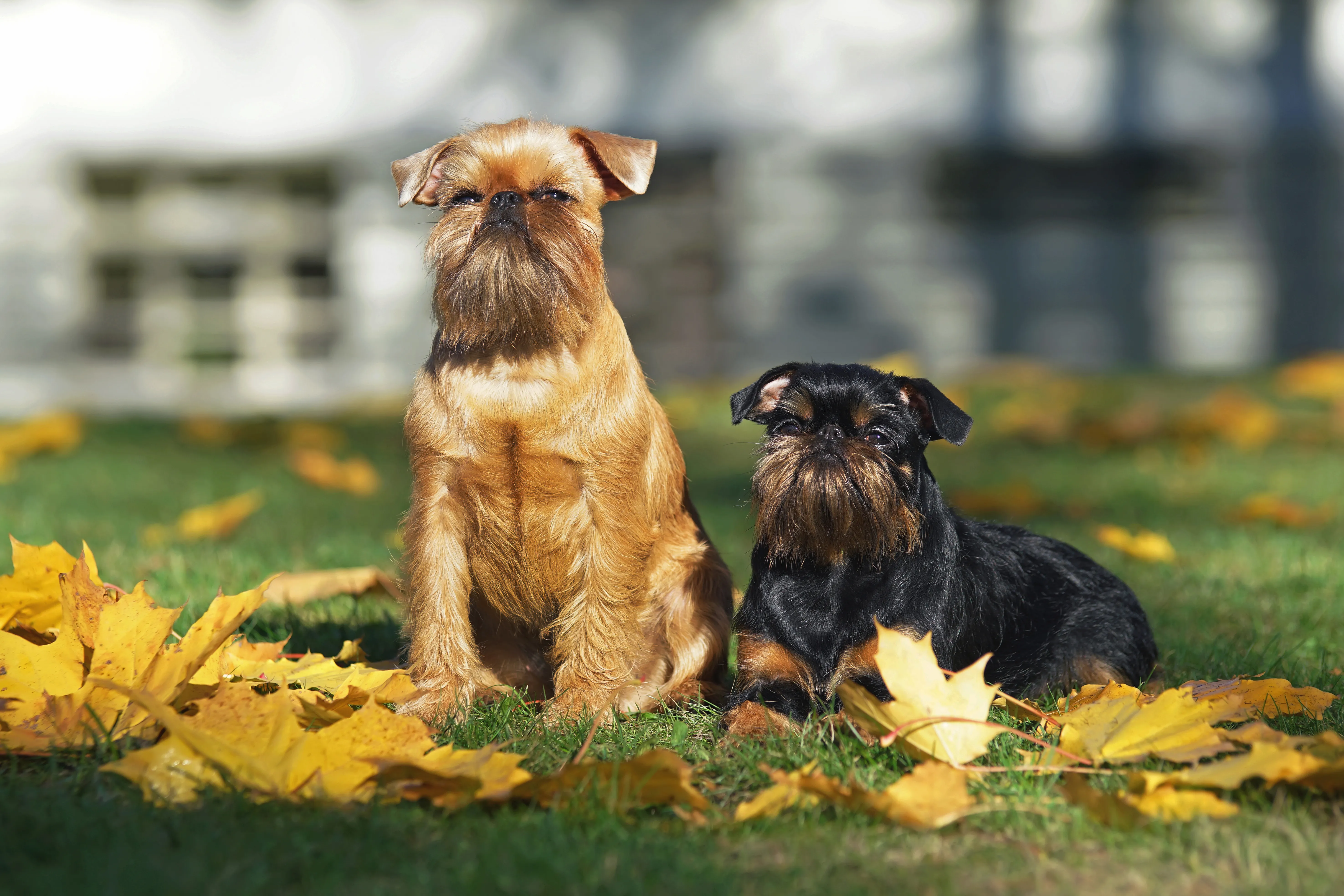 Bearded Brussels Griffon with watchful expression