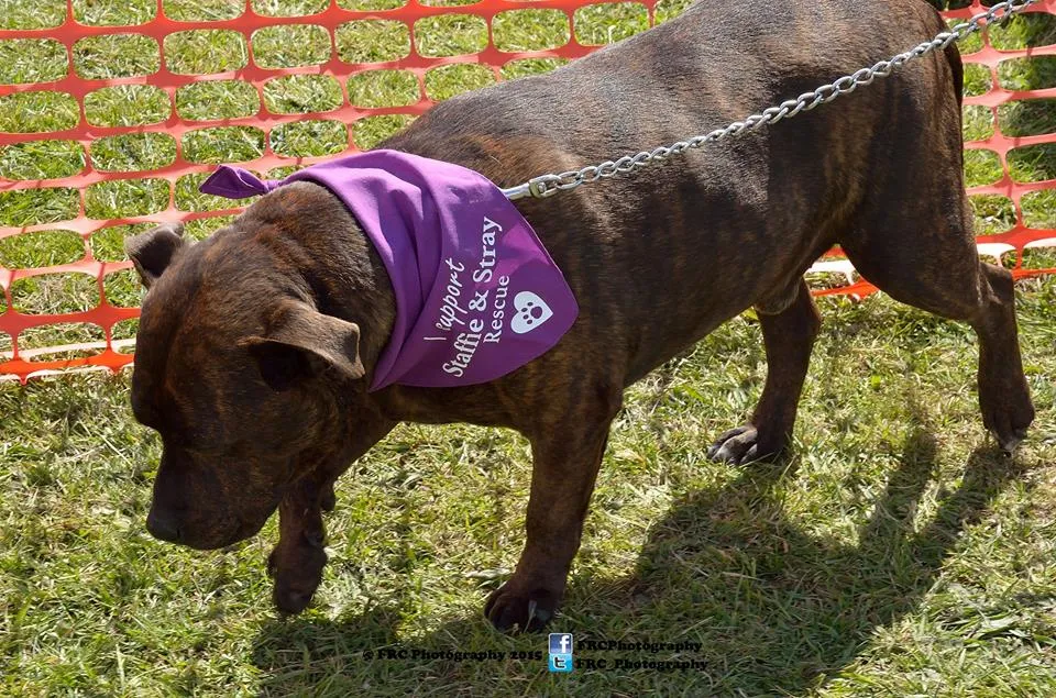 Benji, a successful Staffie adoption from 2015