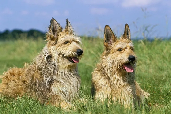 Berger Picards laying down together in a field.