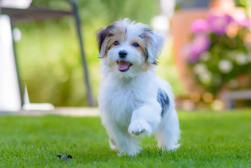 Best Dog Food for Maltese Dogs