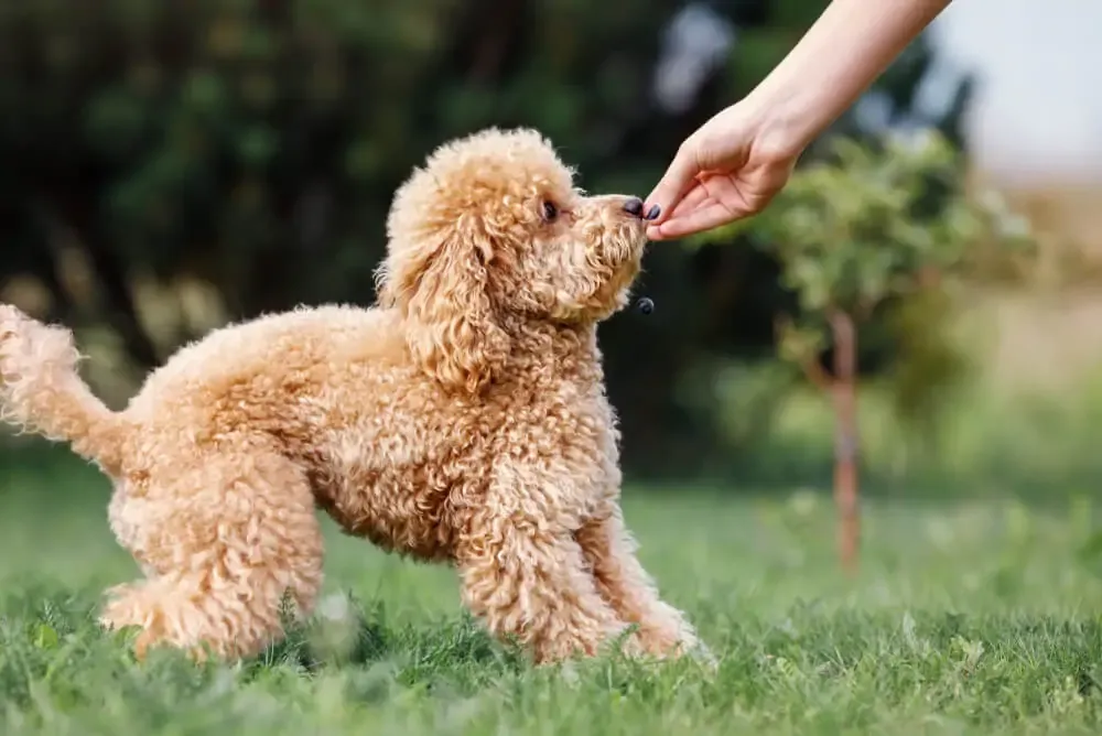 Best Dog Food for Picky Poodles